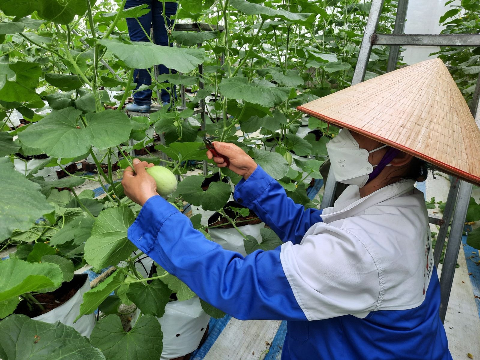 Sản phẩm OCOP của Quảng Ninh được trưng bày